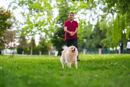Dog Bite Liability