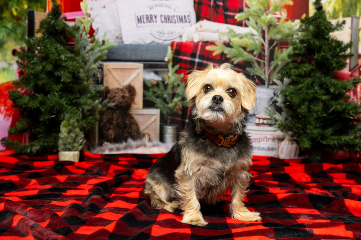 Small Breeds During Crowded Christmas Photoshoots